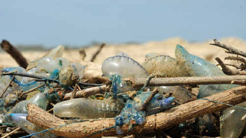 Invasion: Bluebottles are appearing along Coffs Coast beaches due to ideal conditions. Invasion: Bluebottles are appearing along Coffs Coast beaches due to ideal conditions.